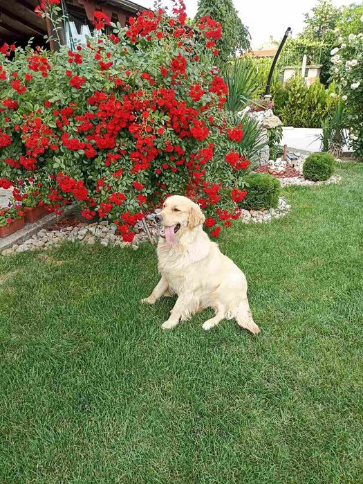 Чистокръвни Голдън ретривър идеален подарък за рождения ден или повод