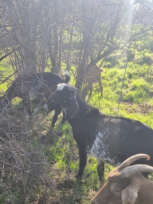 Schimb țap anglonubian