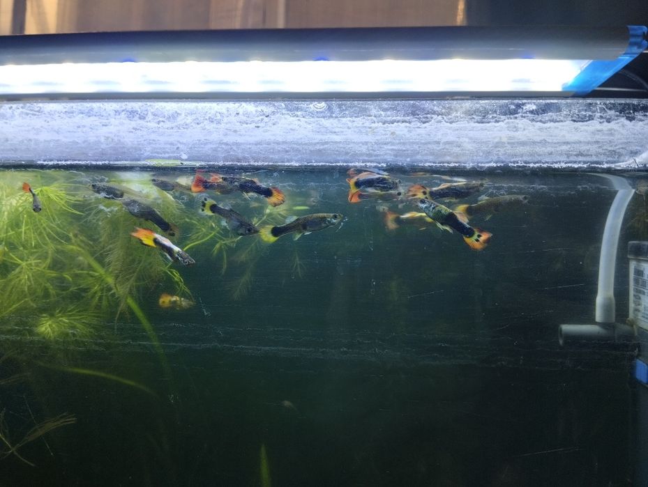 Гуппи продам или обменяю