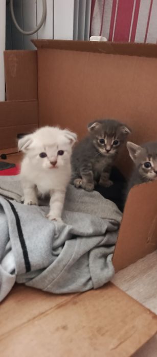 Котята вислоухие