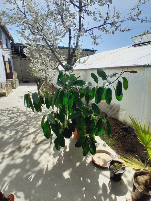 Fikus gul chiroyli va katta