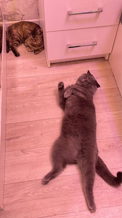 Веселоухйи кот скотиш фолд Срочно