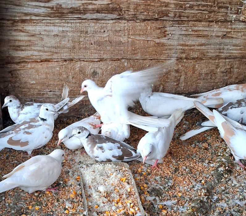 Turturele râzătoare