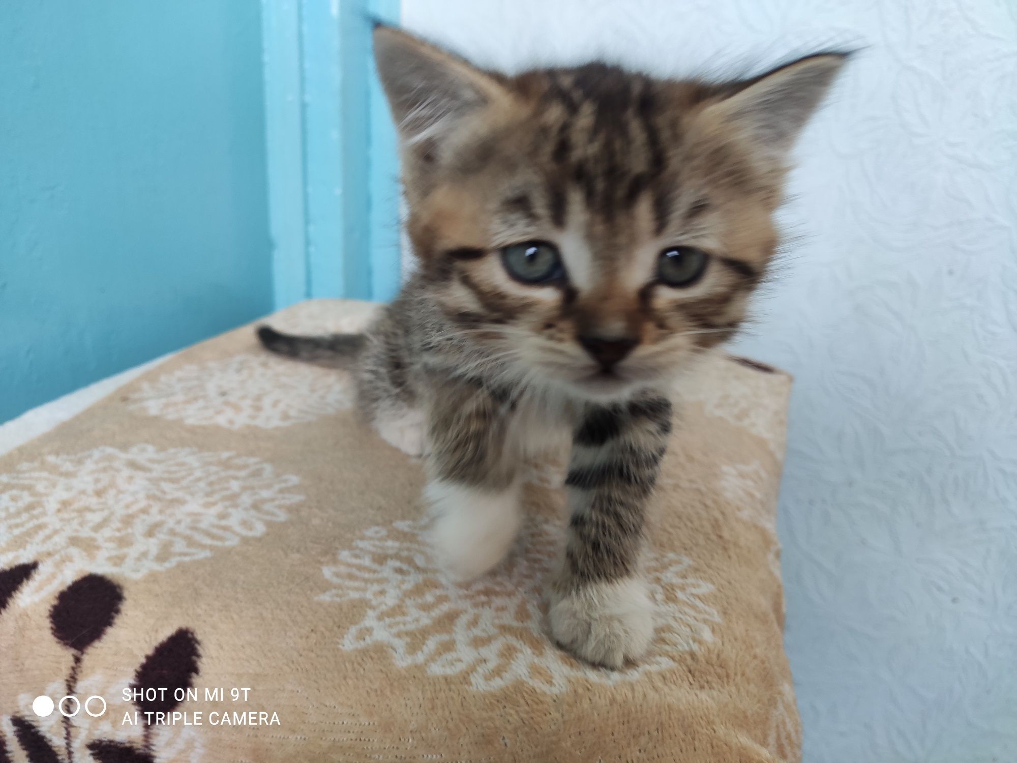 Котенок девочка от крысоловов в добрые руки