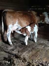 Vind vaca baltata românească cu vitel