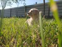 Pui Labrador Retriever