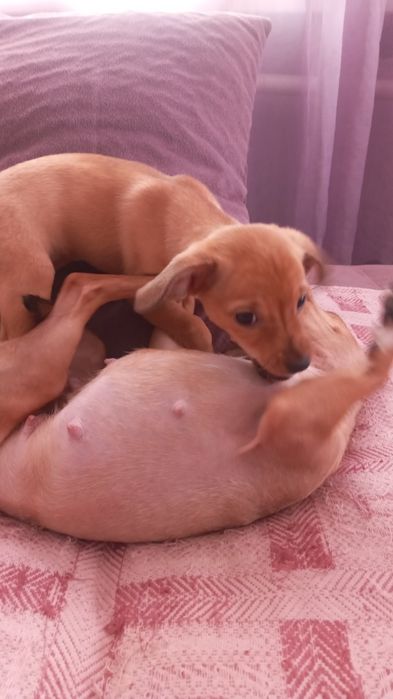 Щенок русского той-терьера