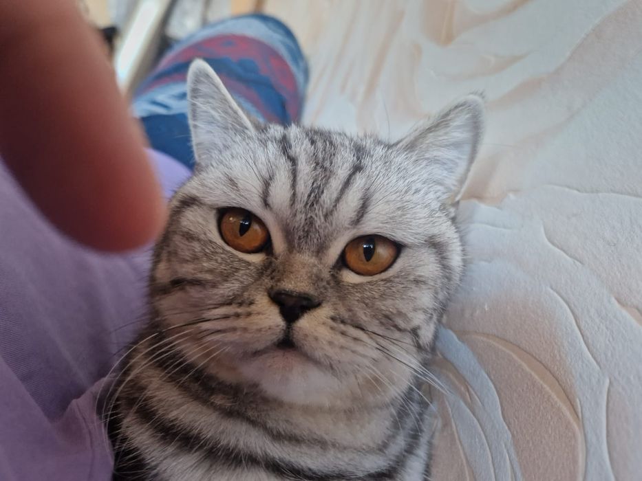 Отдам кошку в добрые руки