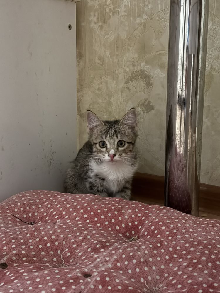 Отдам котят в хорошие руки!