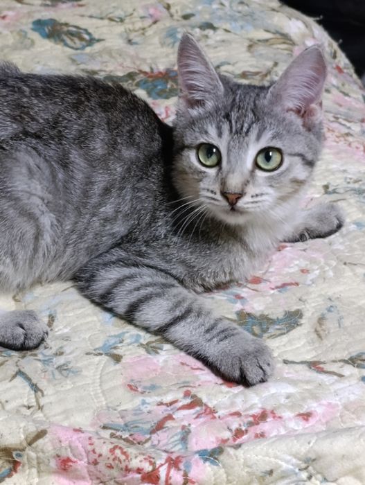 Мои животные отдаются только в  ЛЮБОВЬ!!!