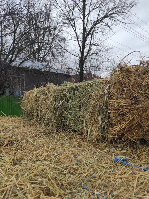 Vând baloți de lucernă