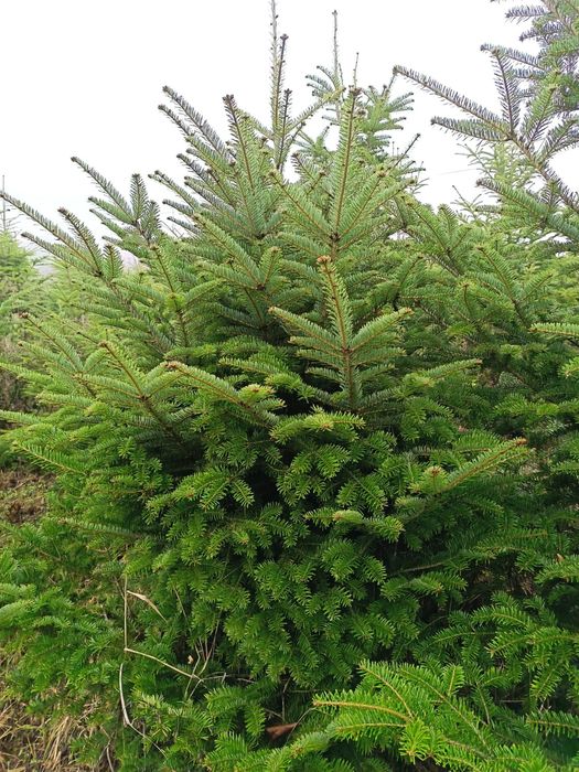 Vând Pomi de Crăciun Brad romanesc