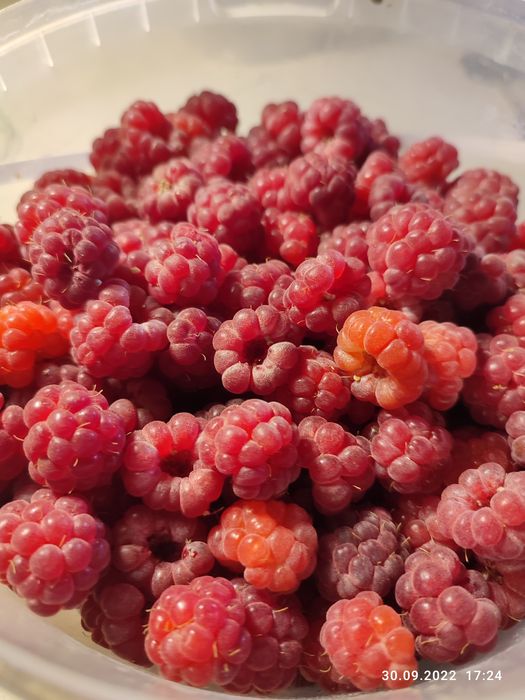 Продам замороженную  малину 1 кг  3500т.