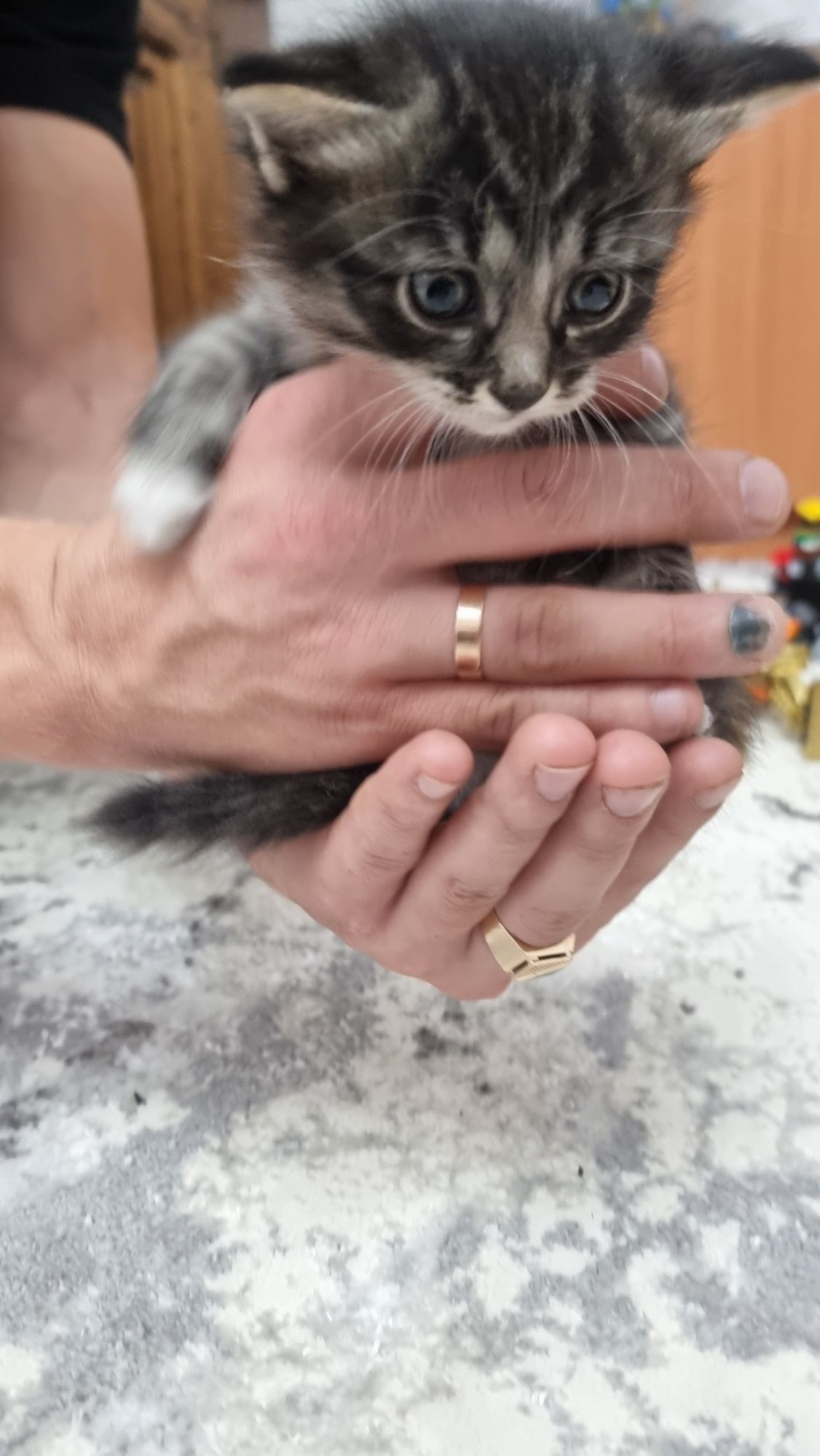 Отдам котят в добрые руки