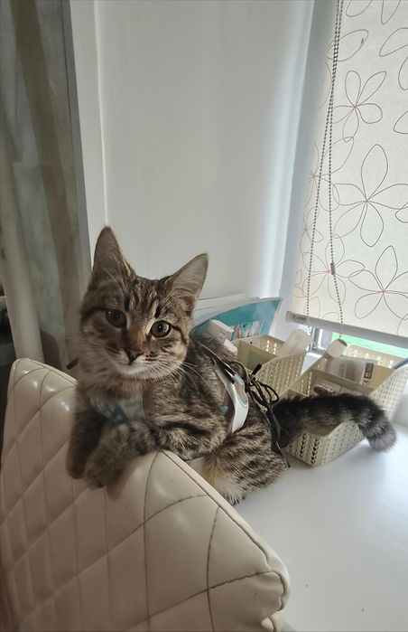 Отдам Котёнка в добрые руки.