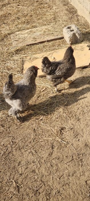 Zottor ho'roz 200ming va tovuqlar 150 mingdan