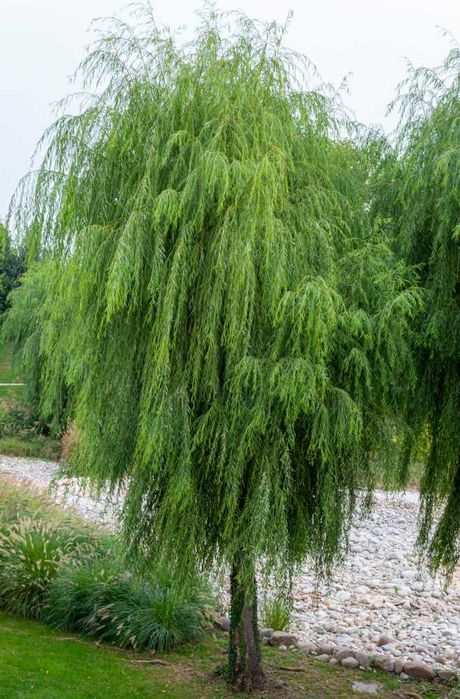 Puiet Paulovnia-arborele printesei Salcie creata plangatoare