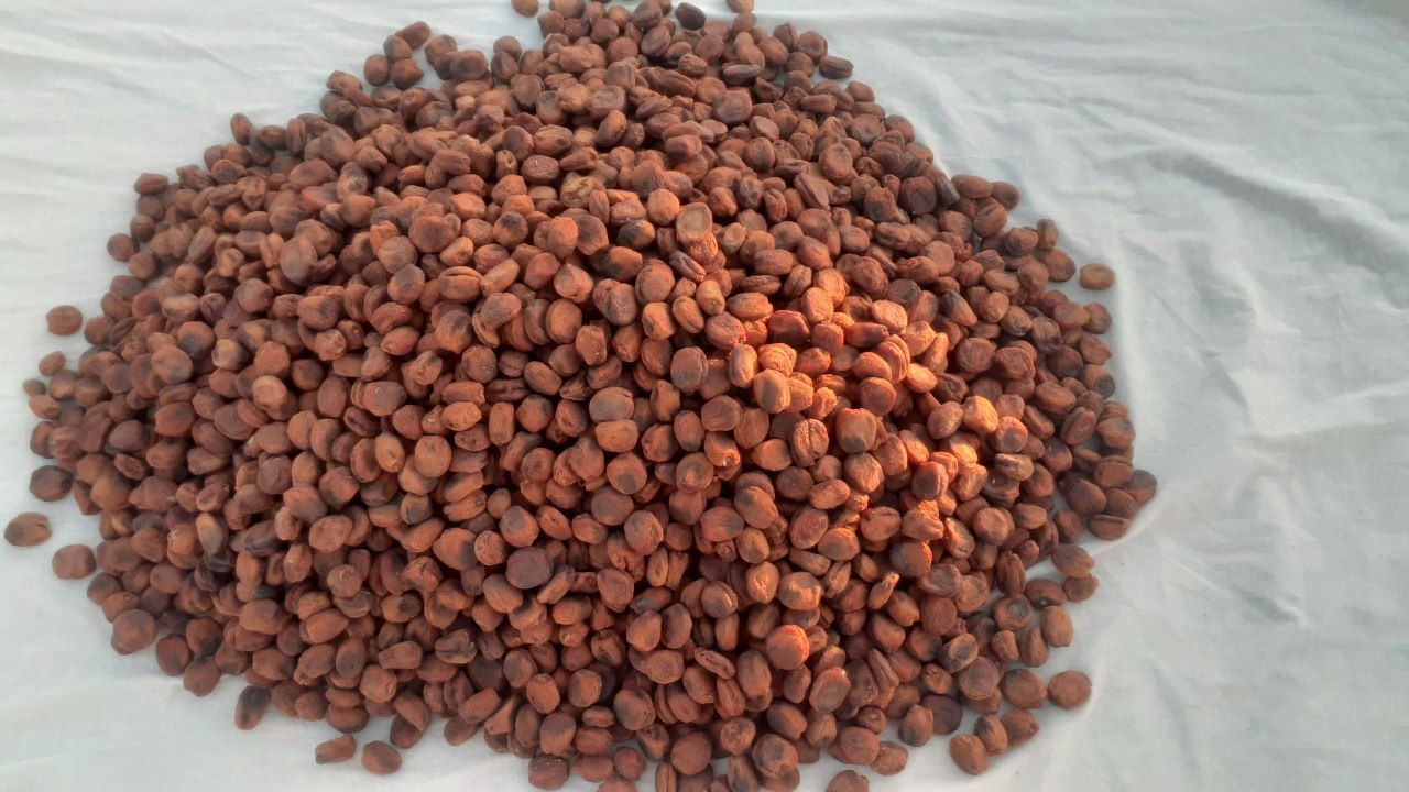 Tabiiy Quritilgan Subhoni o'rik  sotiladi