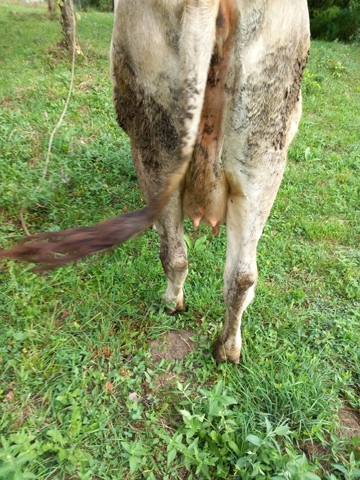 Vacă de vânzare în vulcana de sus județul Dâmbovița  gestantă în 5 lun