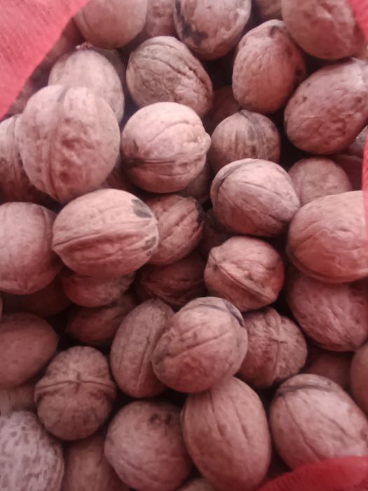 Yongʻoq sotiladi 20000 kilosi