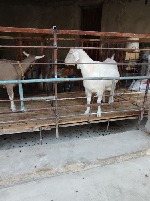 Сотилади эчки махсулотлари сути брынза катик доставка бор