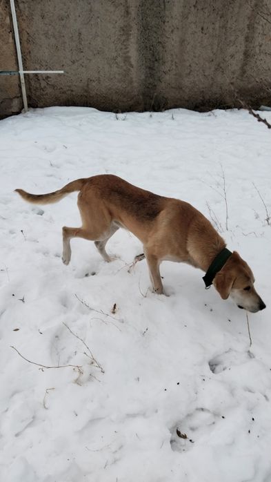 Пропала собака русский гончий