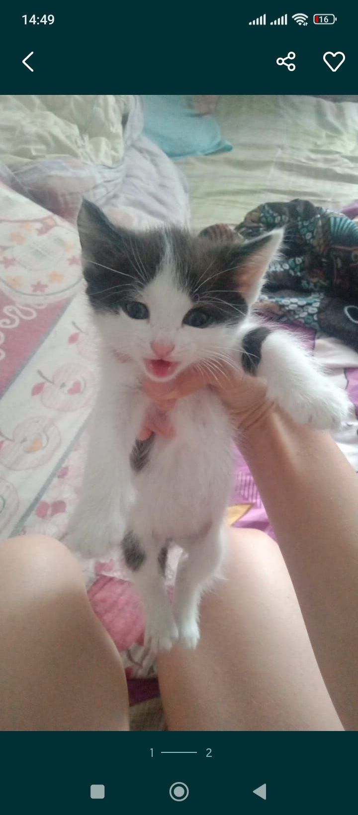 Отдам котёнка девочку