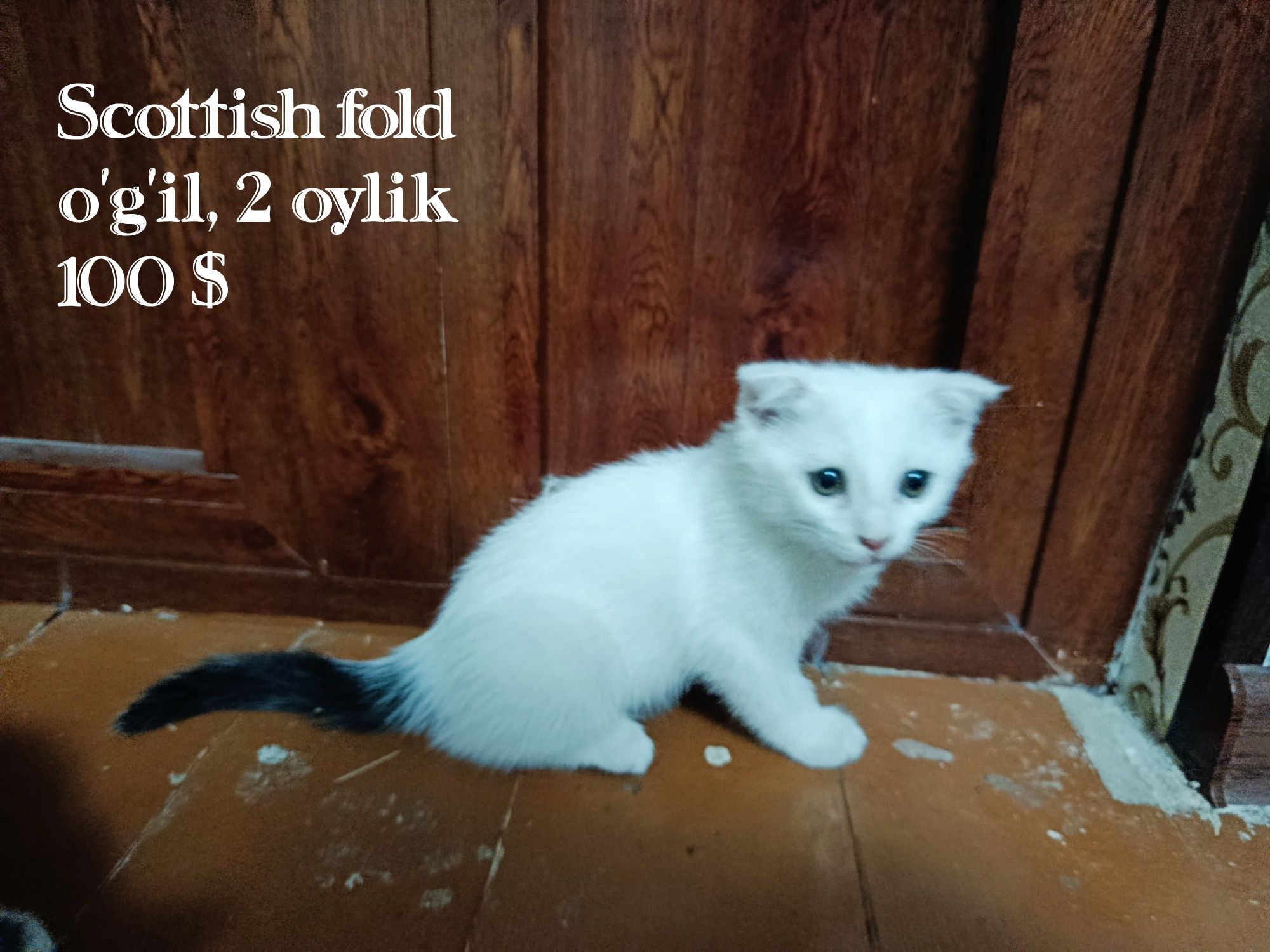 Зотдор мушук болалари сотилади!