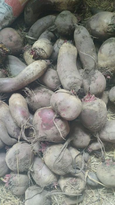 Продам домашние морковь и свеклу