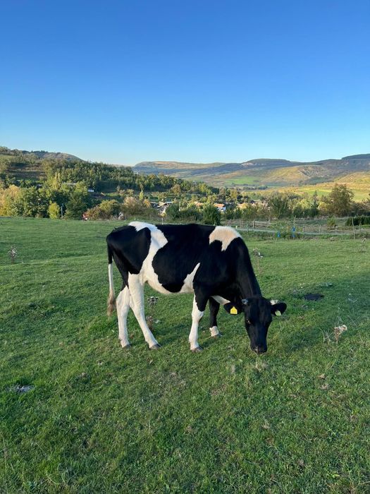 Vând junincă red holstein