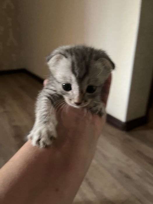 Продам котенка вислоухого