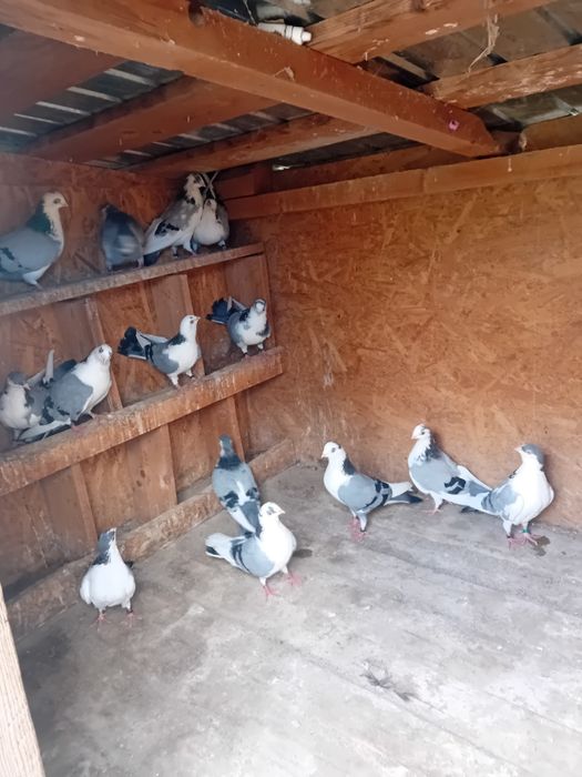 Porumbei Jucători de Galați