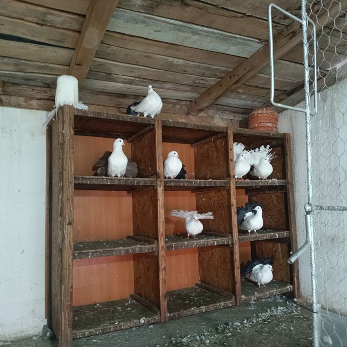 Vând voltați albi și albi cu coada neagră