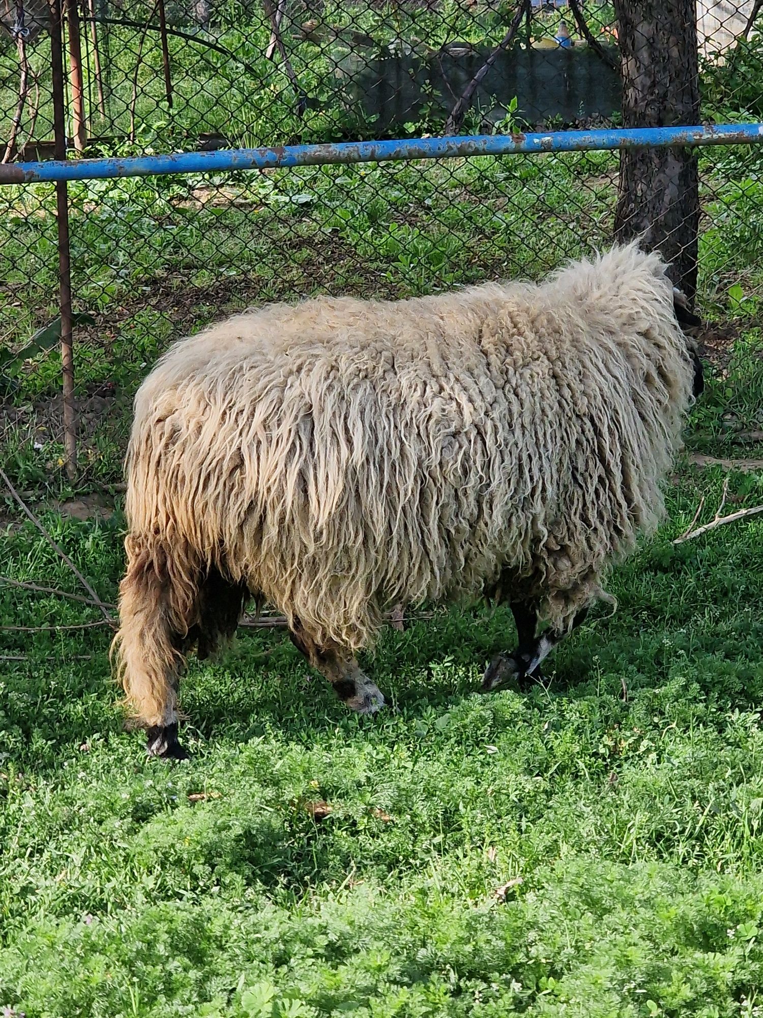 Oaie Breaza de Petroșani