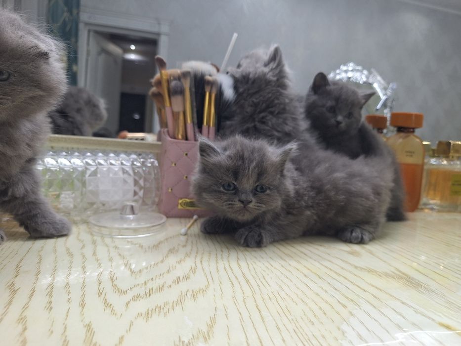 Продаются котята страйт