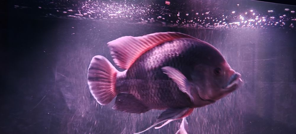 Риба Тилапия Бутикофери