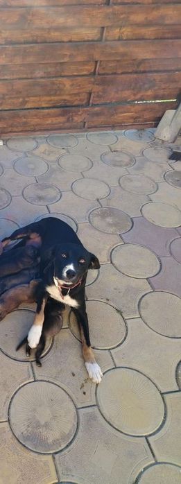 Donez  cățeluși jucausi