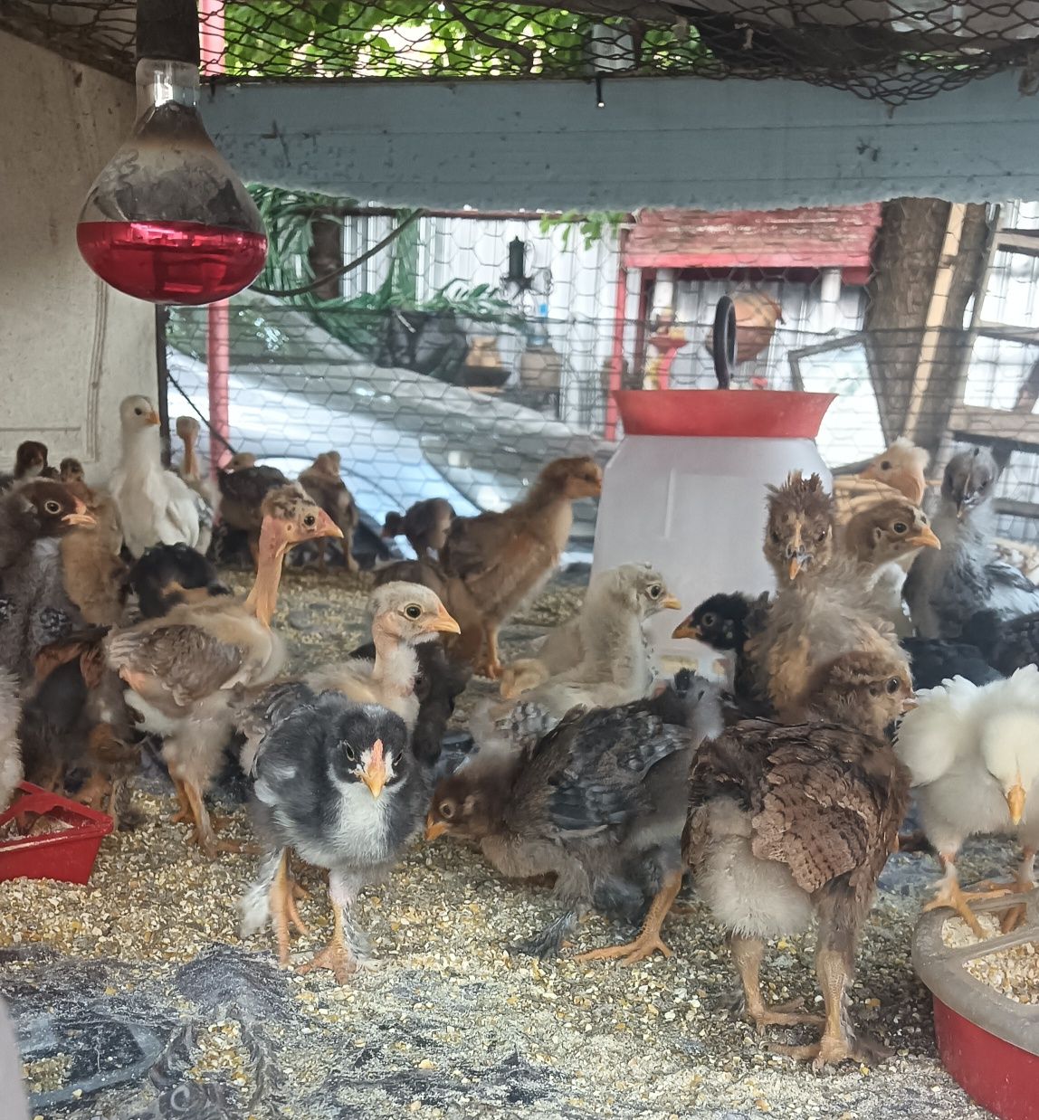 Pui de casă de 3 săptămâni