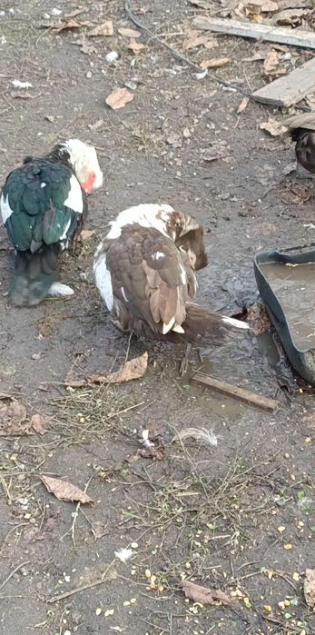 Rate leșești /ratoi