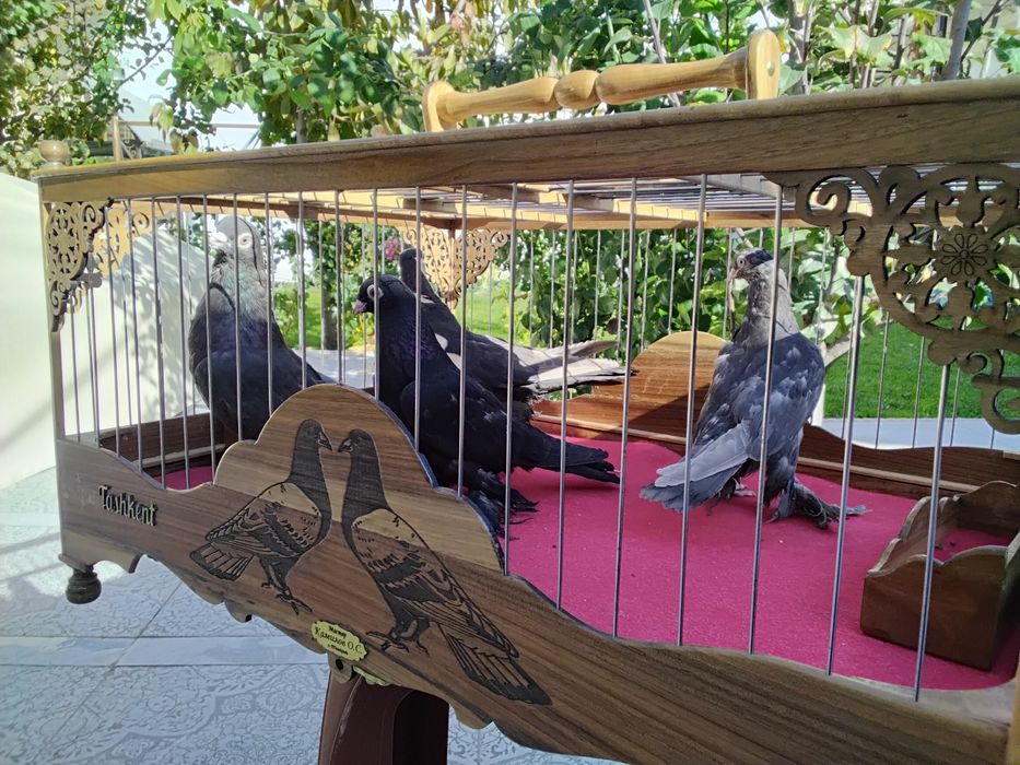 Кабутарлар голуби