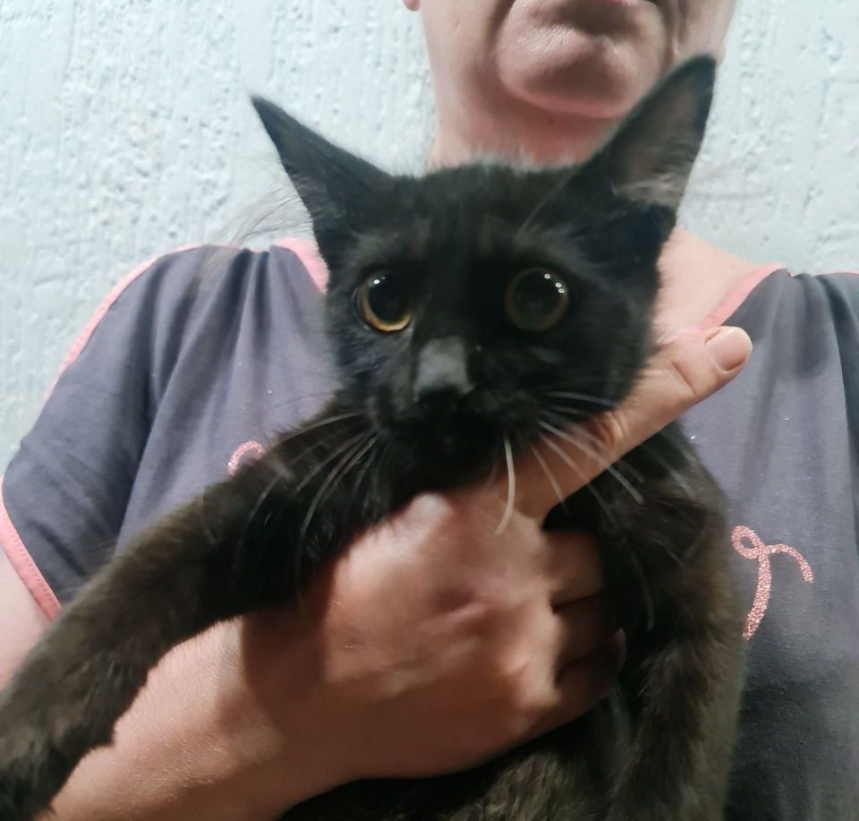 Отдаю котят в хорошие руки
