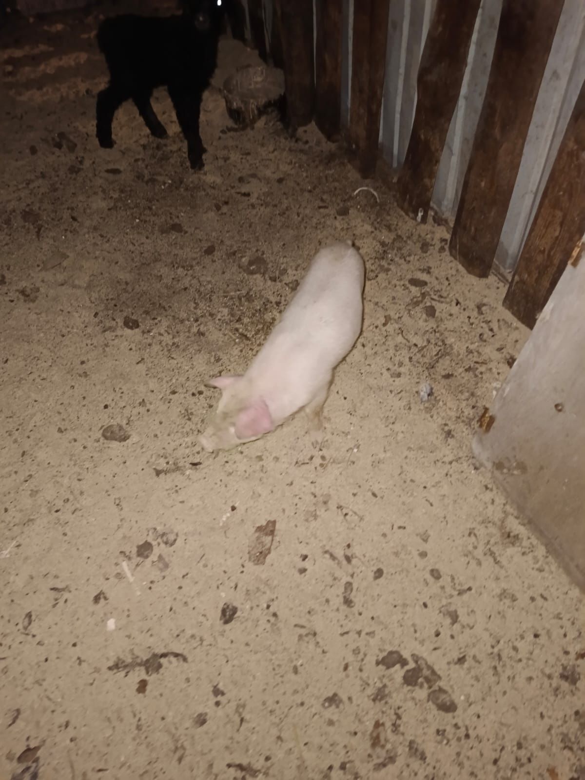 Свинка белая 2 месечная