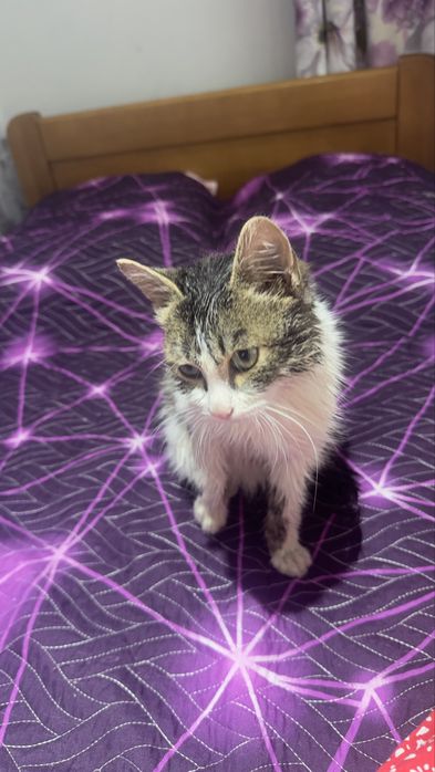 Ласковый котик ищет дом !