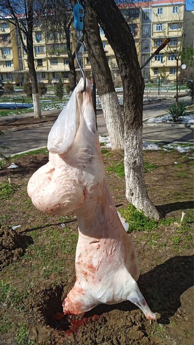 Qo’chqorlar, qassob xizmati