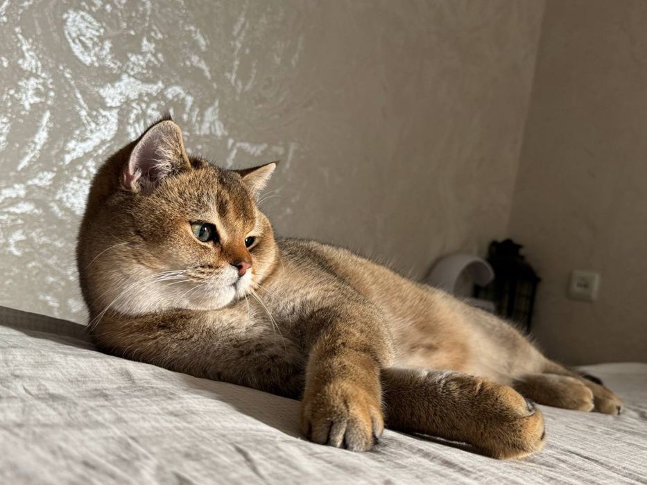 Чистокровный Кот шиншилла Дон Для вязки очен умный