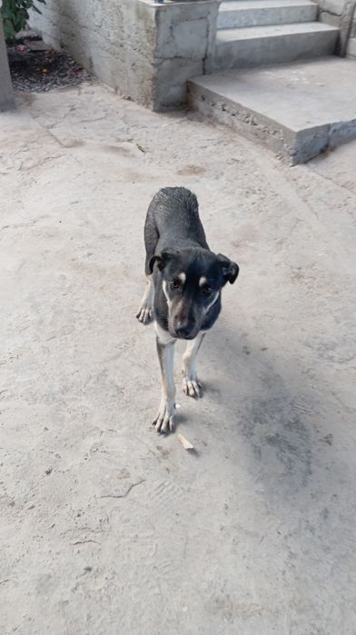 Собака в хорошие руки