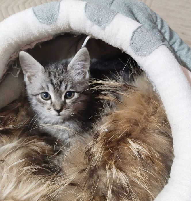 Отдадим в добрые руки котёнка