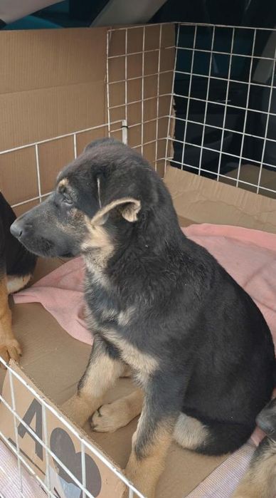 Щенки ВЕО (восточноевропейская овчарка) от рабочего кобеля