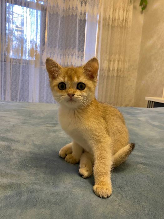 Золотистий шиншила Ну 11 Тоза зотли Соглиги ало Сотилади