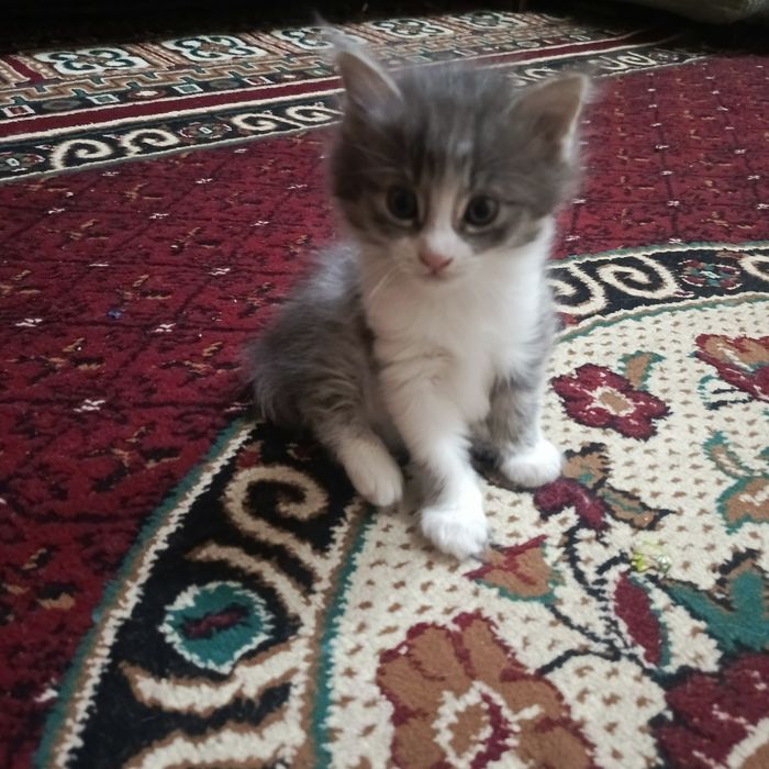 Бесплатно отдам, котята